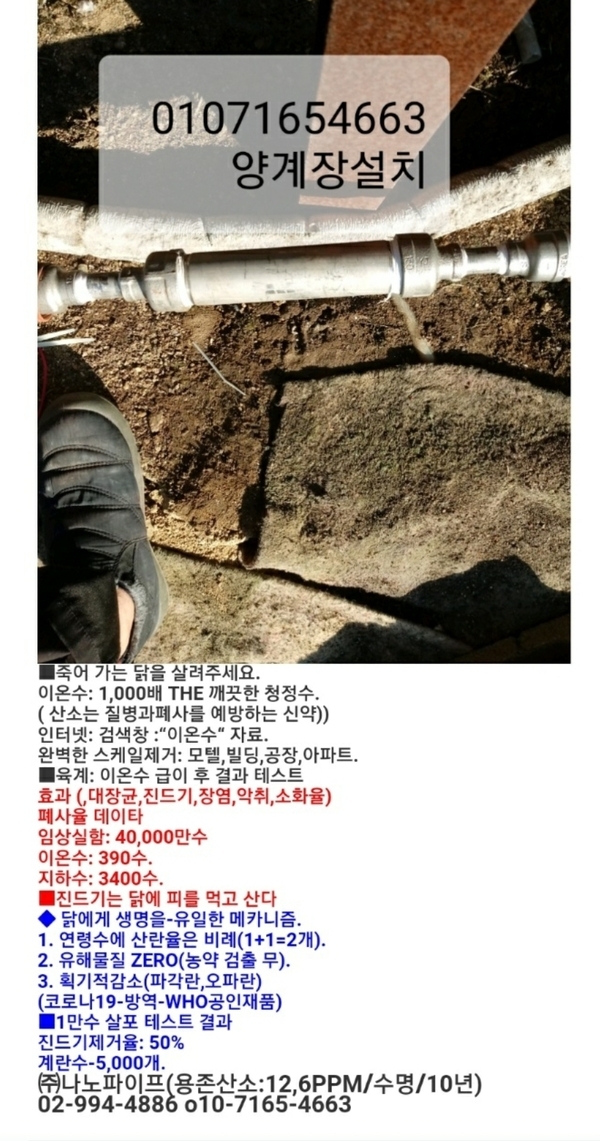 우리닭 1