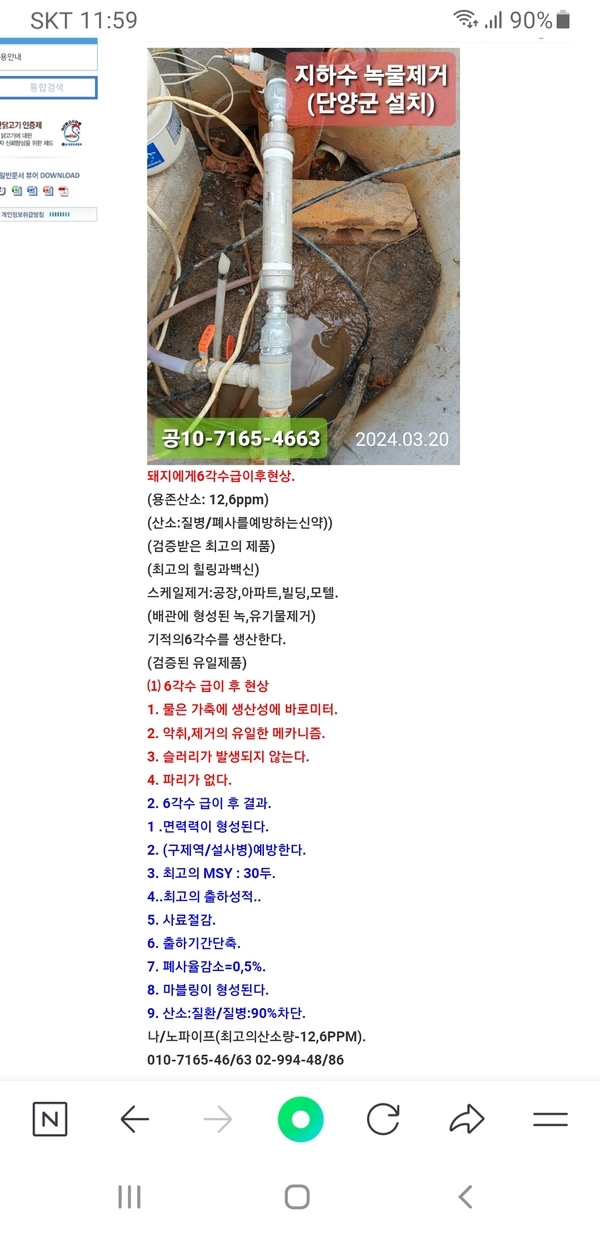 돼지에게6각수급이후현상. 1