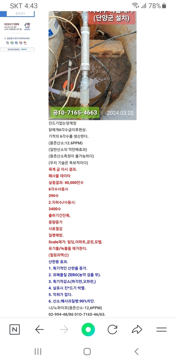 닭에게6각수급이후현상 1